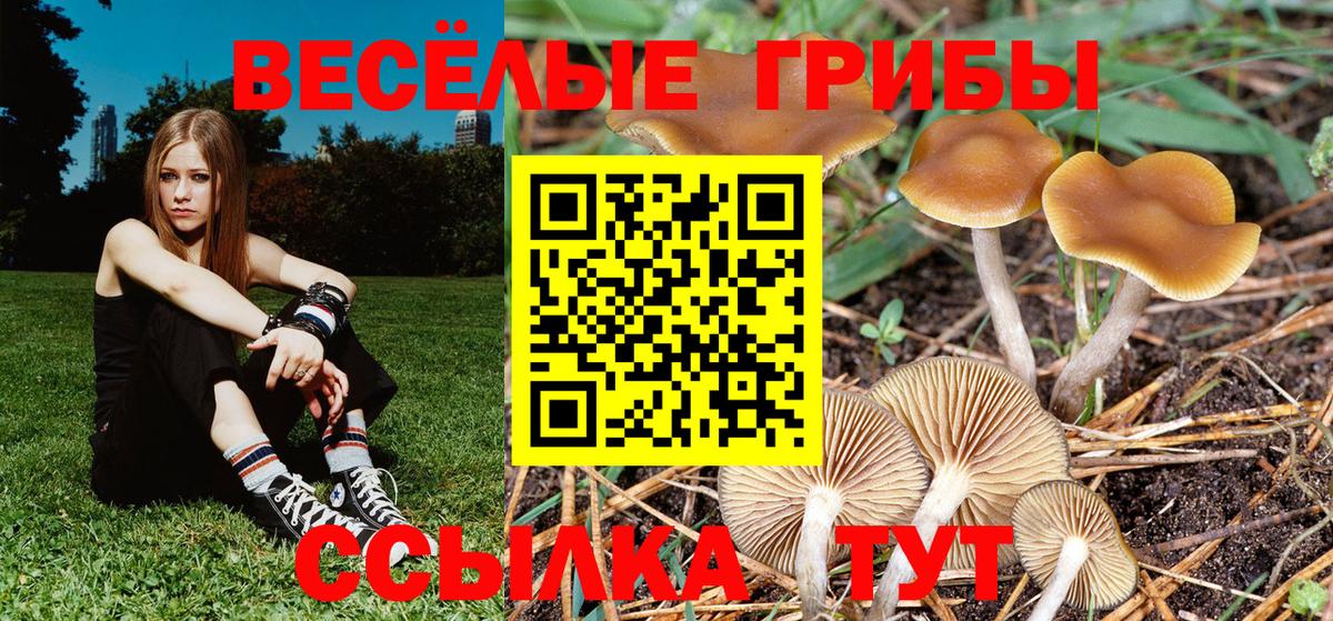 Галлюциногенные грибы Psilocybine cubensis  Вход с VPN  Ливны 